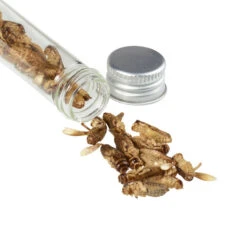 Snack-Insects GRILLON NOCOLOR 7 Snack-Insects GRILLON NOCOLOR -Outdoor-Sportgeschäft 276934 a grillon snackinsects